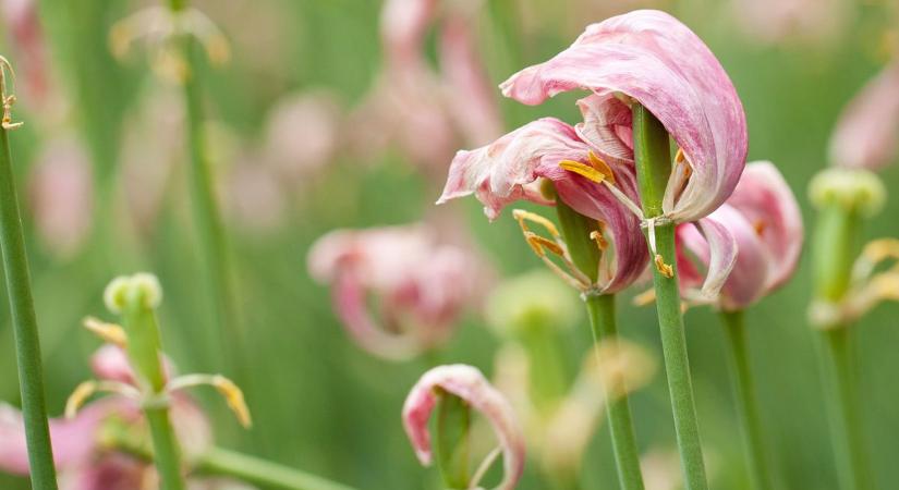 Elvirágzott a tulipán? Ezt rontják el a legtöbben utána