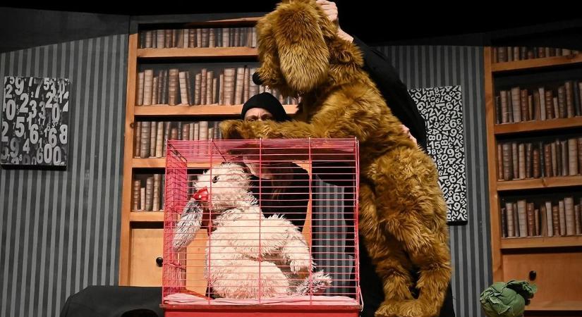 Csatatér egy garzonban: kutya és nyúl leckézteti a gazdikat Kecskeméten