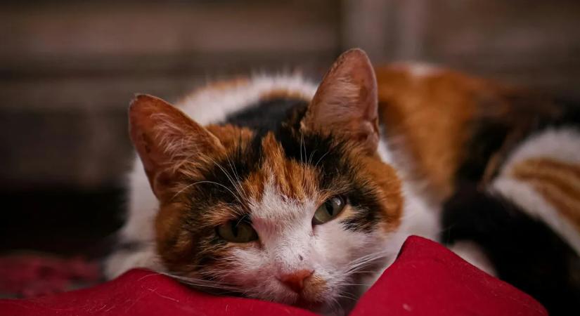 Megölt egy macskát, majd egy játszótéren próbálta megsütni – büntetlenül megúszta