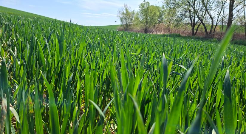 Megálltak a fejlődésben a növények; féltermésünk lesz?