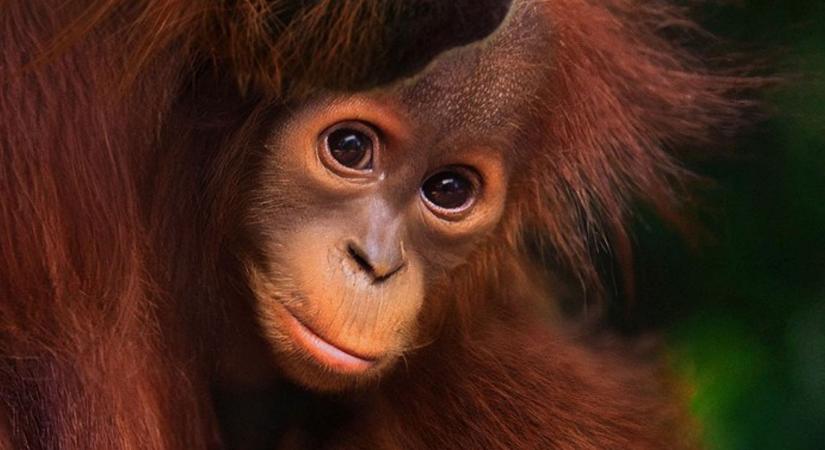 Már holnap nézheted: Magával ragadó természetfilmmel rukkol elő a streamingóriás