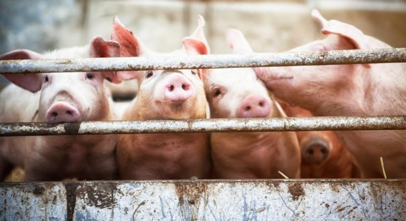Zseniális trükk: nem fogod elhinni, mit vetnének be a sertéstelepeken