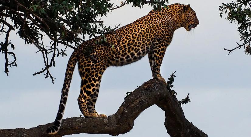 Előkerült a „felhőszellem”: él a legendás vadmacska