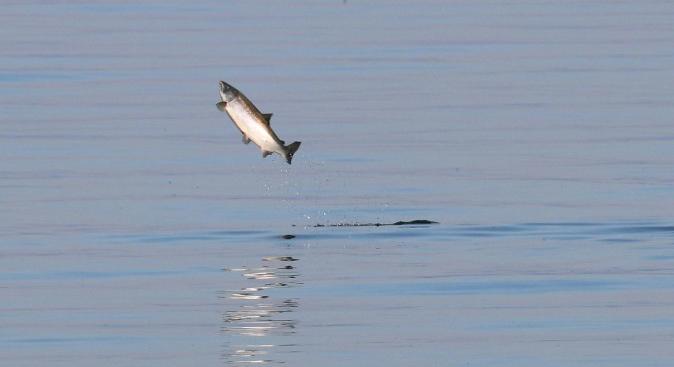 Bekokainozott lazacok úszkálnak a vizekben: meglepő felfedezésre jutottak a kutatók
