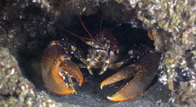 Iszonytató dolog derült ki a homárokról; akaratunkon kívül válhattunk szadistává