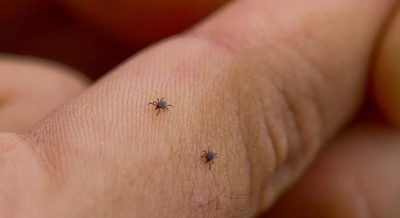 12 Lyme-kóros esetet regisztráltak Kijevben