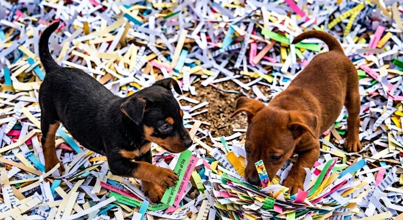 Ami egyeseknek csak ledarált papír, az másoknak az életet jelentheti? Segítséget kér a Budaörsi Állatmenhely!