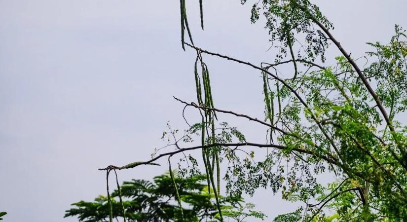 Megvan a módszer, így szabadulhatunk meg a mikroműanyagoktól