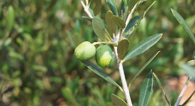 Kertészeti szaporítóanyag és növényegészségügyi ellenőrzés az ónodi piacon