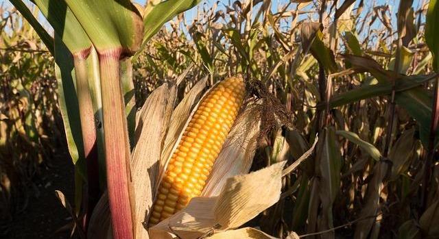 Háttérbe szorul a napraforgó Ukrajnában: a kukorica látványos térnyerése alakítja át a vetésszerkezetet