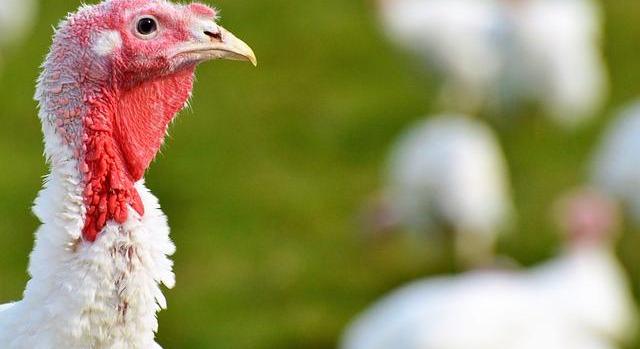 A magas kockázatú vármegyékben is visszavonták a baromfik zártan tartására vonatkozó határozatot