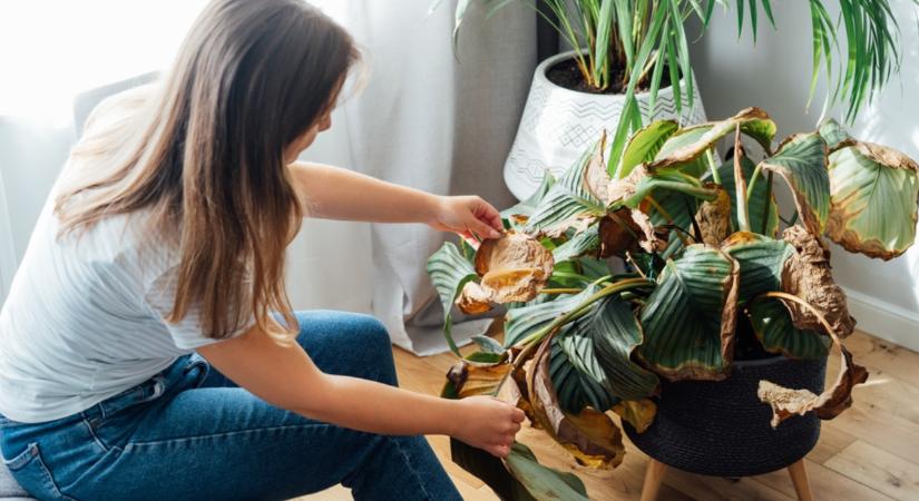 Így mentheted meg a növényt, mielőtt túl késő lenne