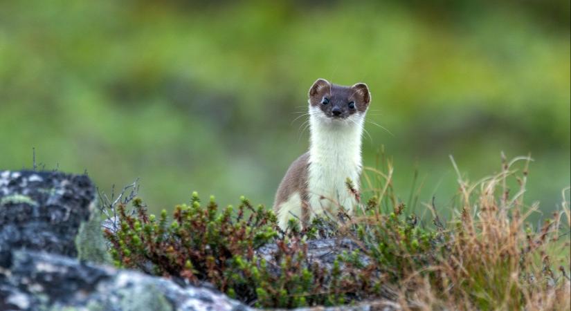 Újra felbukkant a ritka kis ragadozó, már javában öltözik át nyárra – videó