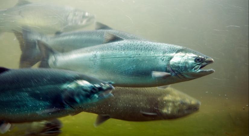 Ha esetleg már unalmas lenne a kokainmedve, itt vannak a kokainlazacok