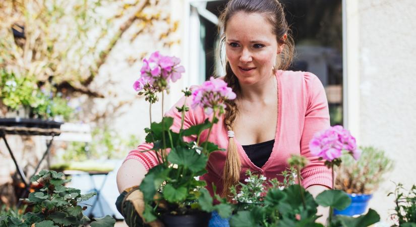 Íme a titkos házi muskátli tápoldat receptje, amitől októberig ontja a virágokat