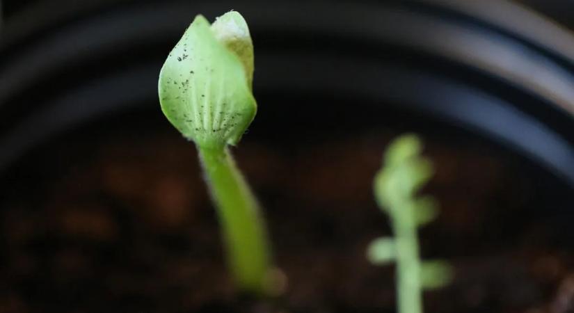 Megvan az aszály ellenszere? Döbbenetes titokra derült fény