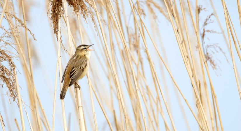 Egymilliót érő ritkaság bukkant fel 14 év után a Hortobágyon