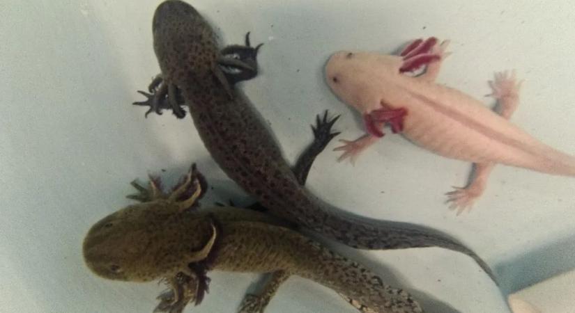 Képesek lehetünk a végtagok regenerációjára? Egy új felfedezés szerint igen