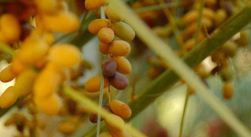 Egyre többen használnak cukor helyett egy népszerű gyümölcsöt édesítőszerként