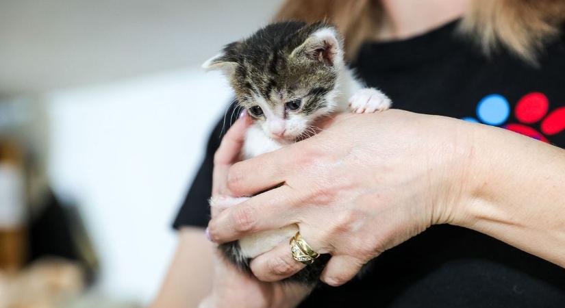 Pici életek a tenyerünkben: így segíthetünk az újszülött kismacskáknak - fotók, videó