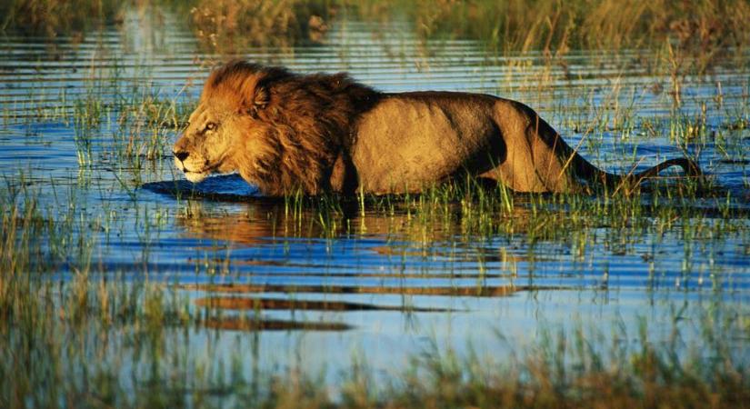 Ezért olyan különlegesek az Okavango-delta szuperoroszlánjai