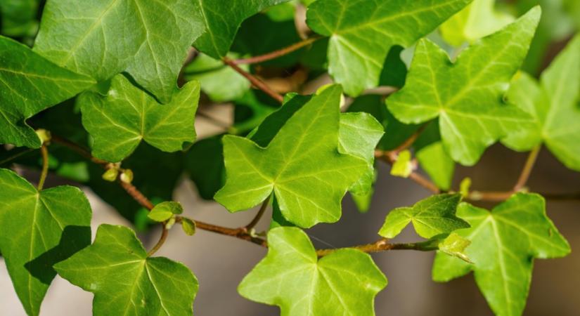 Borostyán a kertben: áldás vagy átok? Meglepő az igazság!