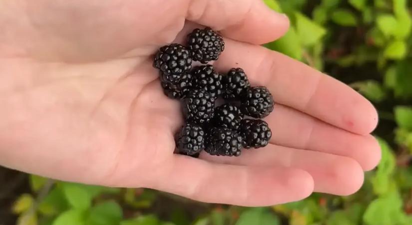 Hihetetlen, mire képes: ez a csodás növény kitisztítja a vesét és rendbe teszi a vércukrot is!