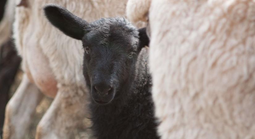 Különös baleset Soroksáron: kóborló fekete bárány rohant az autók közé