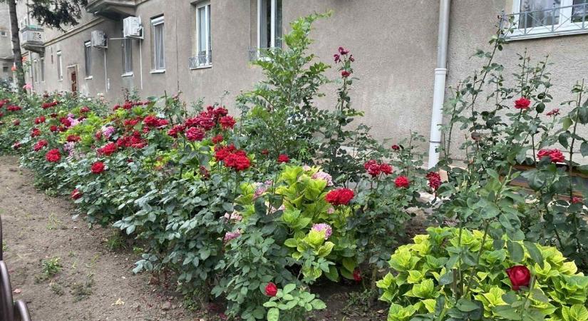 Dunaújváros virágcsodái újra versenybe szállnak, ha tiéd a legszebb, ne habozz!