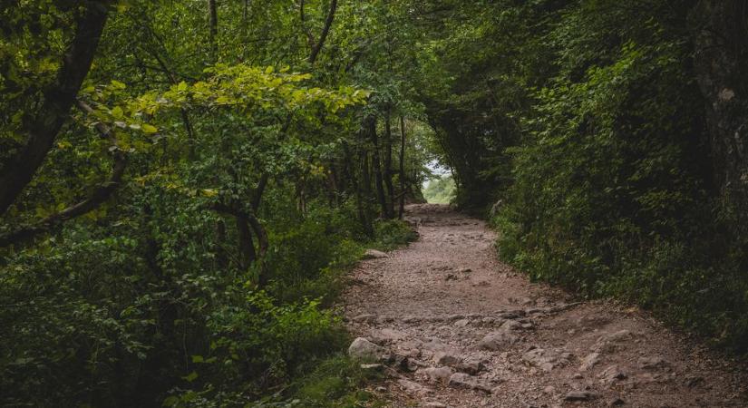 Mindent elpusztít ez a kártevő Magyarországon: rajzástól féltik az erdőket