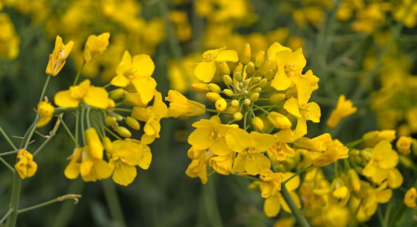 A vidék bűzös gyönyörűsége kész jolly joker, őrület, mennyi mindenre jó (galéria)