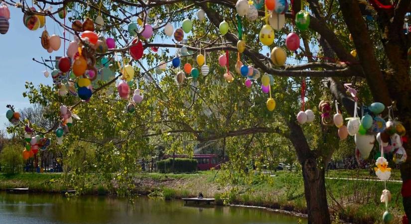 Rekordmennyiségű dísz került le a város legismertebb tojásfájáról