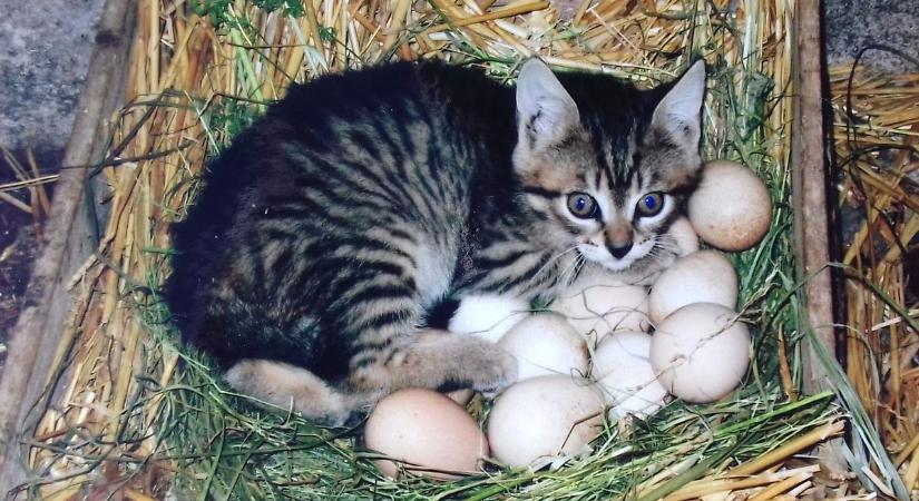 Ezt a cukiságot mindenkinek látnia kell! Szerepet tévesztett Cirmi cica, aki kotlósnak állt