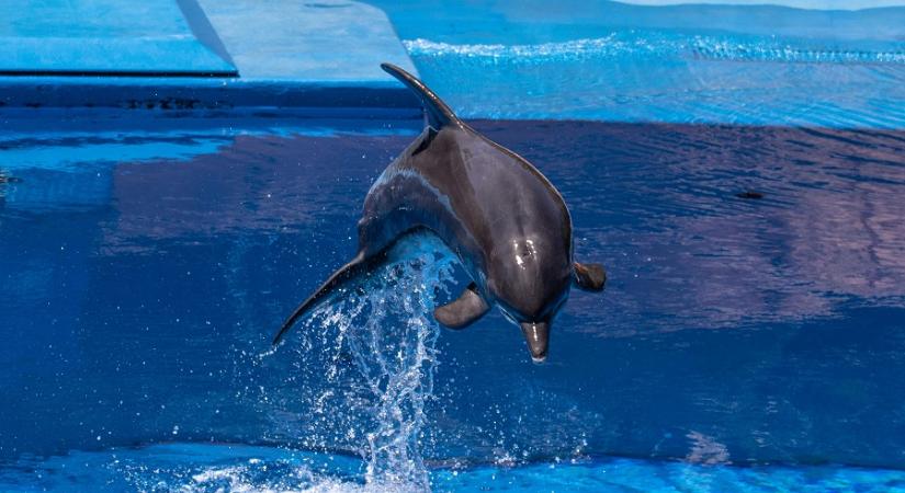 Riasztó helyzet: az elmúlt napokban 23 delfin vetődött partra Konstanca strandjain