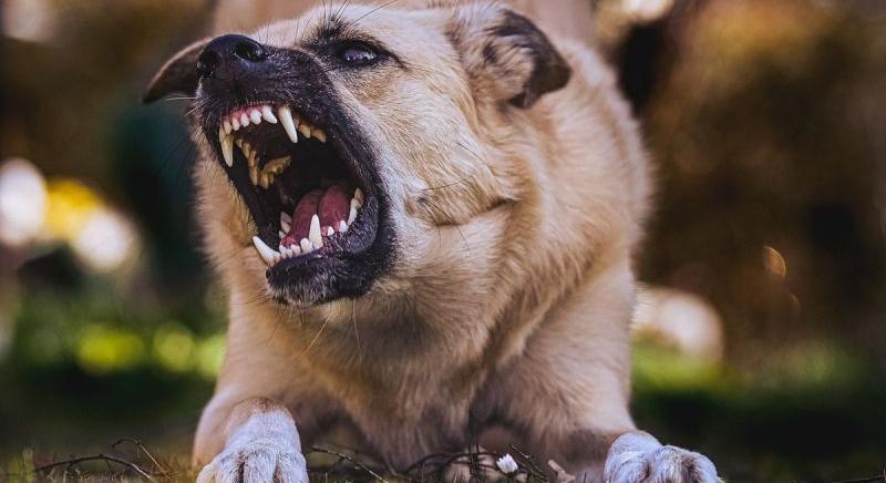 Horror az utcán: késsel fékezte meg az író a kutyájára támadó német juhászt