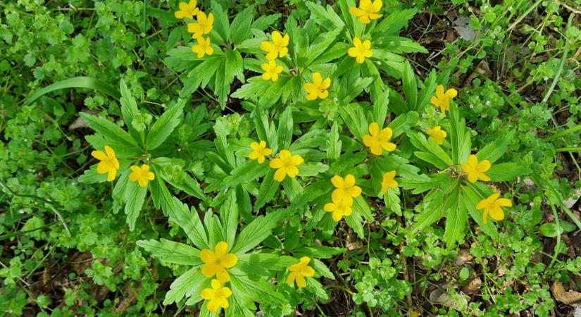 Bogláros szellőrózsa: a hangya porozza, mégis klónozza magát