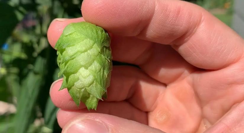 A magyarok gazként tekintenek rá, és a szemétbe dobják, de a világ egyik legdrágább zöldsége