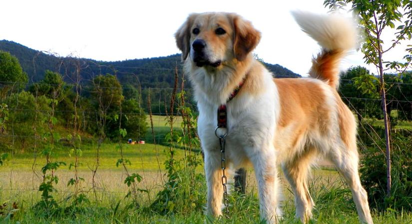 Gyönyörű látványt nyújt, mégis veszélyt jelent a kedvenceinkre