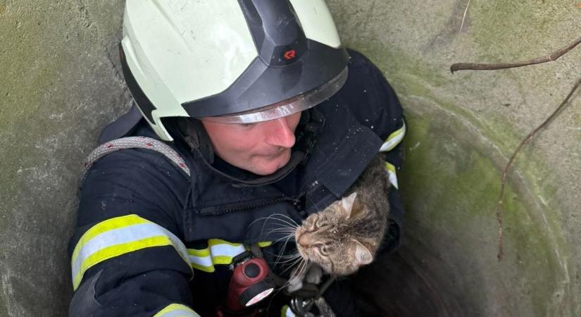 Négy méter mély kútba esett a cica a borsodi faluban, majd jöttek a tűzoltók