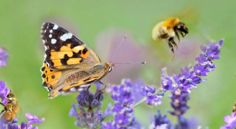 7 hétköznapi dolog, amit már ma megtehetsz a környezetvédelemért: ötletek a Föld napjára