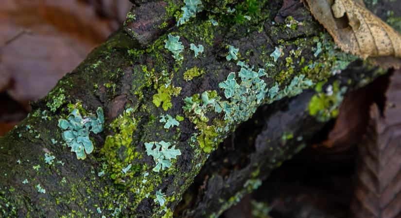 Te tudod, mit jelentenek ezek a színes foltok?