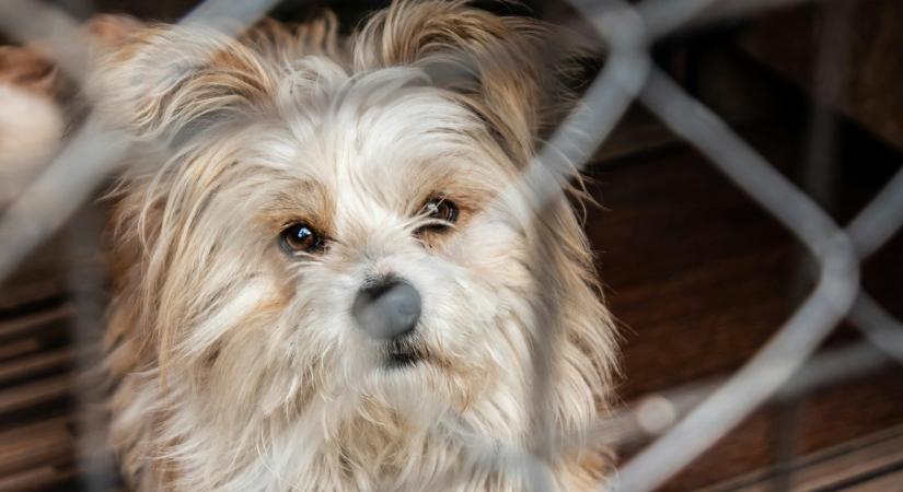 Ledarált iratok: nem igaz, hogy a kutyát sem érdeklik