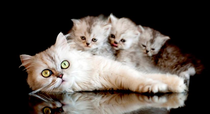 Így támogasd a macskádat és a kölykeit a szülés utáni időszakban