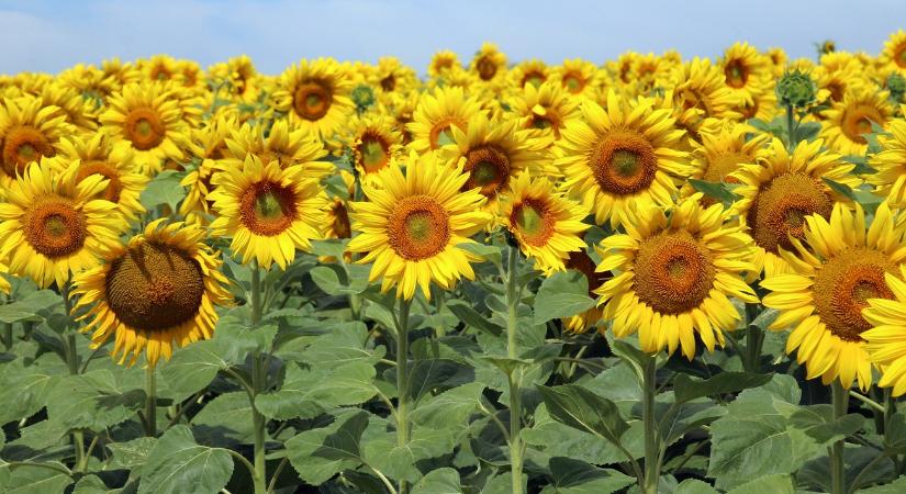 Vége a tippelgetésnek: független kísérletek segítik a biztonságos választást