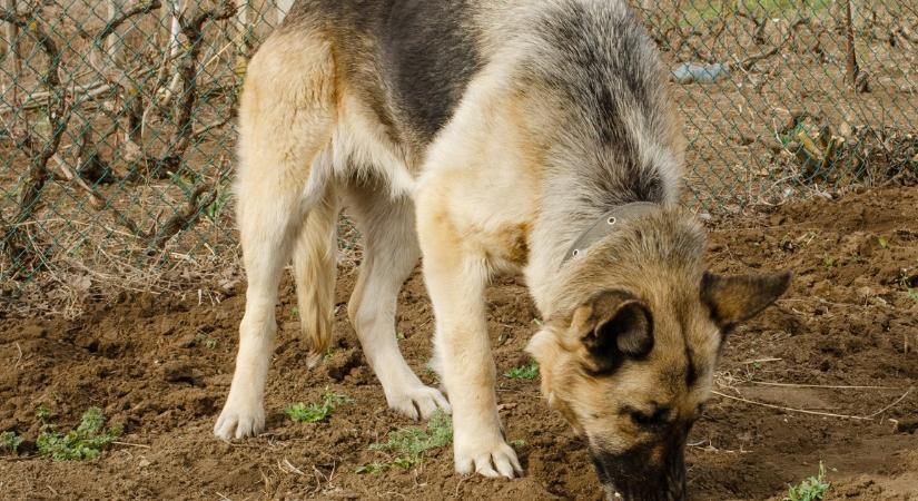 Miért eszik földet a kutya, és kell-e aggódni ezért?