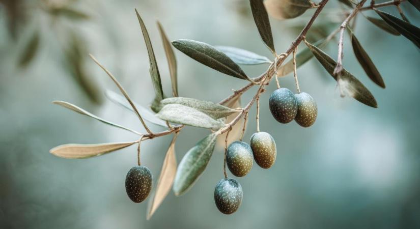 Ónodi vásár: olajfákat kellett megsemmisíteni