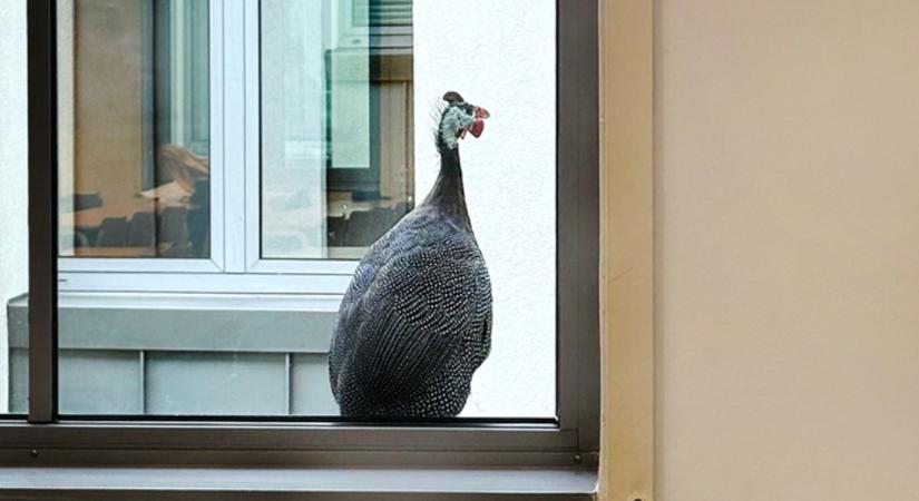 Gyöngytyúkok élnek a Böszörményi úti campuson