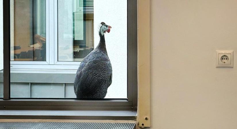 Afrikából jöttek és nagyon jól érzik magukat Debrecenben