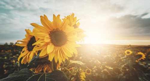 NAK: bekerült a napraforgó is az országos fajtakísérletbe