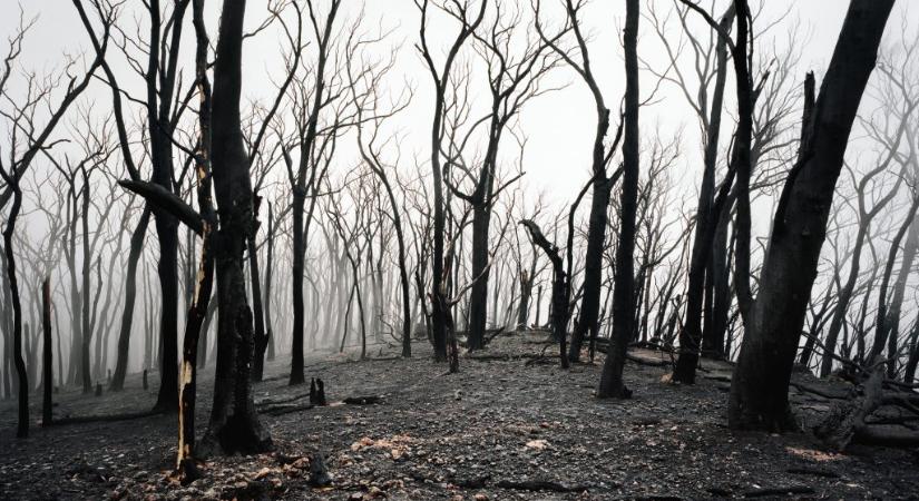 Elkóborolt az idősotthonból, egy hónappal később, egy erdőben találták meg a holttestét